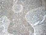 POM121 Antibody in Immunohistochemistry (Paraffin) (IHC (P))