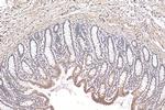 POM121 Antibody in Immunohistochemistry (Paraffin) (IHC (P))