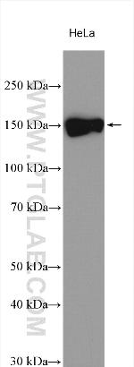 POM121 Antibody in Western Blot (WB)