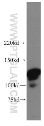 POLD1 Antibody in Western Blot (WB)