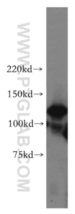 POLD1 Antibody in Western Blot (WB)