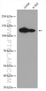 POLD1 Antibody in Western Blot (WB)