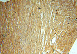 PDK2 Antibody in Immunohistochemistry (Paraffin) (IHC (P))