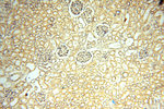 PDK2 Antibody in Immunohistochemistry (Paraffin) (IHC (P))