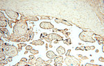 PDK2 Antibody in Immunohistochemistry (Paraffin) (IHC (P))