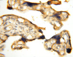 PDK2 Antibody in Immunohistochemistry (Paraffin) (IHC (P))