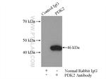 PDK2 Antibody in Immunoprecipitation (IP)