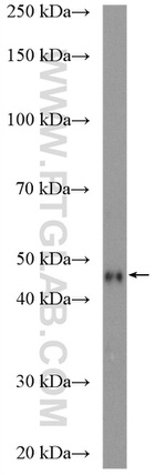 PDK2 Antibody in Western Blot (WB)