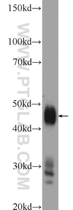 PDK2 Antibody in Western Blot (WB)