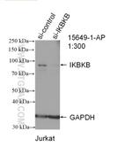 IKBKB Antibody in Western Blot (WB)