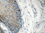 XPNPEP3 Antibody in Immunohistochemistry (Paraffin) (IHC (P))