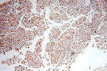 XPNPEP3 Antibody in Immunohistochemistry (Paraffin) (IHC (P))