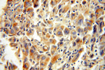 XPNPEP3 Antibody in Immunohistochemistry (Paraffin) (IHC (P))