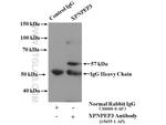 XPNPEP3 Antibody in Immunoprecipitation (IP)