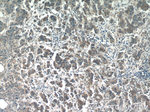 PIWIL1 Antibody in Immunohistochemistry (Paraffin) (IHC (P))