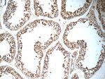 PIWIL1 Antibody in Immunohistochemistry (Paraffin) (IHC (P))