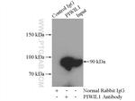 PIWIL1 Antibody in Immunoprecipitation (IP)