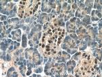 Islet 1 Antibody in Immunohistochemistry (Paraffin) (IHC (P))