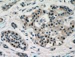 Islet 1 Antibody in Immunohistochemistry (Paraffin) (IHC (P))