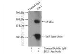 Islet 1 Antibody in Immunoprecipitation (IP)