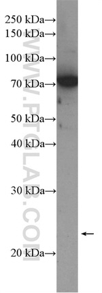 PHF1 Antibody in Western Blot (WB)