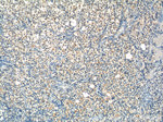 NRIP3 Antibody in Immunohistochemistry (Paraffin) (IHC (P))