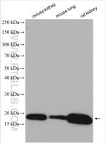 SYNJ2BP Antibody in Western Blot (WB)