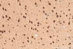 DUSP12 Antibody in Immunohistochemistry (Paraffin) (IHC (P))