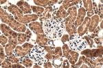 DUSP12 Antibody in Immunohistochemistry (Paraffin) (IHC (P))