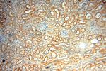 PPIL3 Antibody in Immunohistochemistry (Paraffin) (IHC (P))