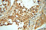 PPIL3 Antibody in Immunohistochemistry (Paraffin) (IHC (P))