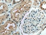 PPIL3 Antibody in Immunohistochemistry (Paraffin) (IHC (P))