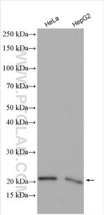 PMVK Antibody in Western Blot (WB)