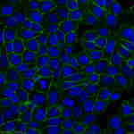 CD44 Antibody in Immunocytochemistry (ICC/IF)