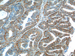 CD44 Antibody in Immunohistochemistry (Paraffin) (IHC (P))