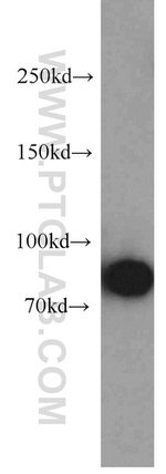 CD44 Antibody in Western Blot (WB)