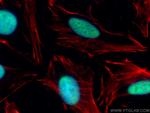 HEXIM1 Antibody in Immunocytochemistry (ICC/IF)