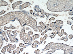 HEXIM1 Antibody in Immunohistochemistry (Paraffin) (IHC (P))