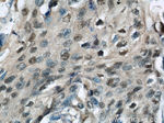 HEXIM1 Antibody in Immunohistochemistry (Paraffin) (IHC (P))