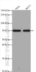 HEXIM1 Antibody in Western Blot (WB)