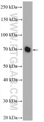 HEXIM1 Antibody in Western Blot (WB)