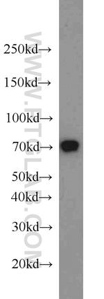 HEXIM1 Antibody in Western Blot (WB)