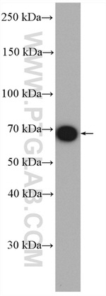 HEXIM1 Antibody in Western Blot (WB)