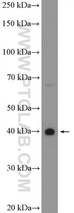 HEYL Antibody in Western Blot (WB)