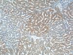 KHK Antibody in Immunohistochemistry (Paraffin) (IHC (P))