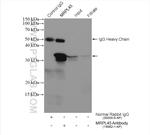 MRPL45 Antibody in Immunoprecipitation (IP)