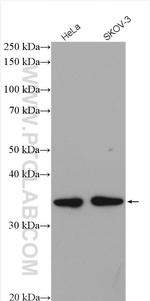 MRPL45 Antibody in Western Blot (WB)