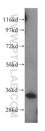 MRPL45 Antibody in Western Blot (WB)