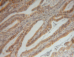 GMPR 1/2 Antibody in Immunohistochemistry (Paraffin) (IHC (P))