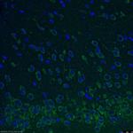 REEP2 Antibody in Immunohistochemistry (PFA fixed) (IHC (PFA))